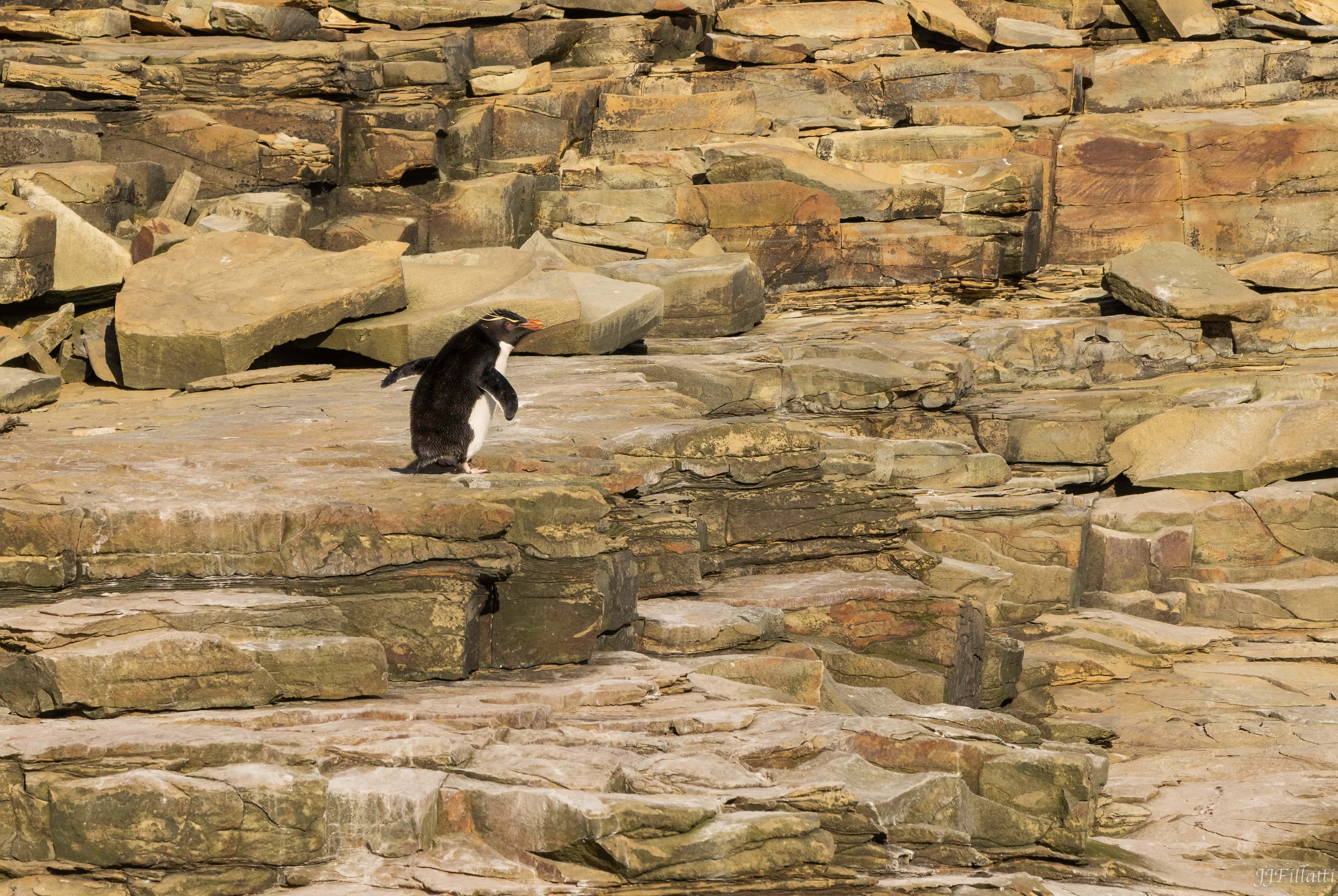 bird of the falklands image 46